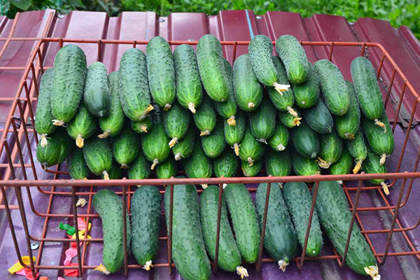 Paratunka cucumber fruits
