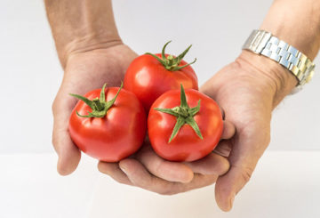 Плодовете на доматите от сорта Любаша