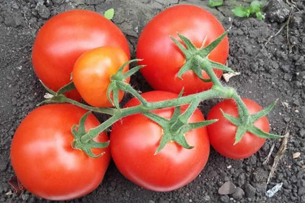 Borsta med tomater av Lyubasha-sorten