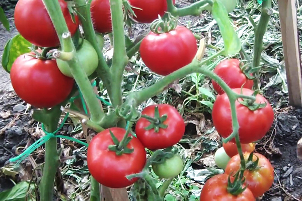 Tomatbuske Lyubasha