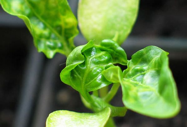 Pepper leaf curl