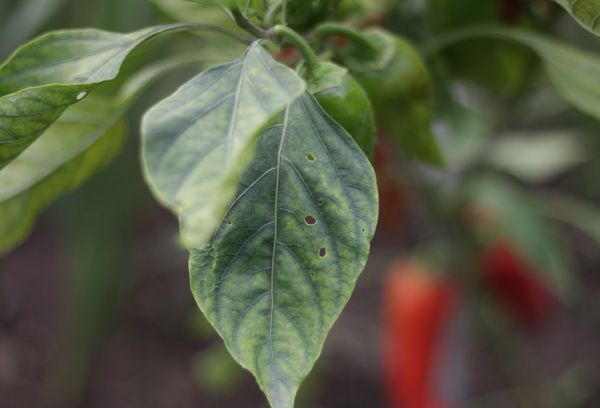 Holes in pepper leaves