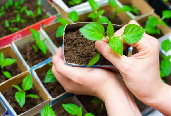 Plantando pimiento