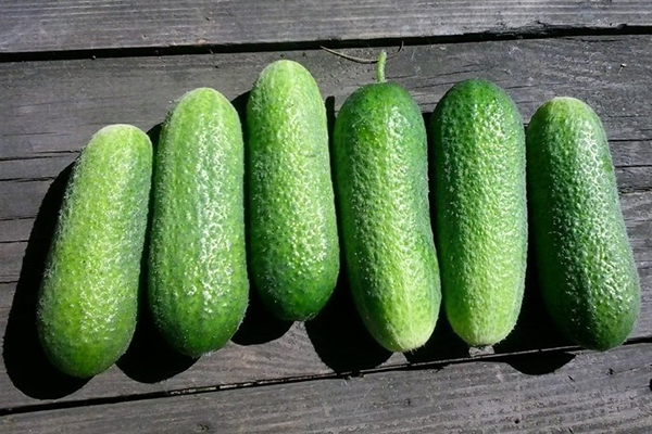 Hybrid cucumber fruits