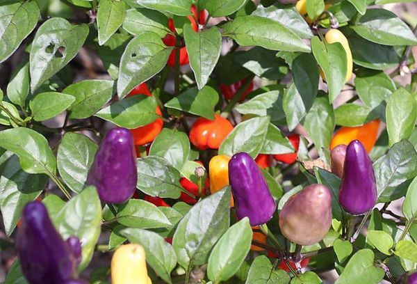 Colored decorative pepper