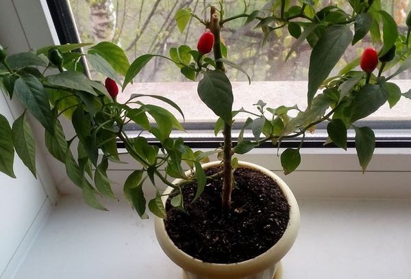 Growing pepper