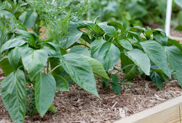 Peper in een hoog bed met mulch