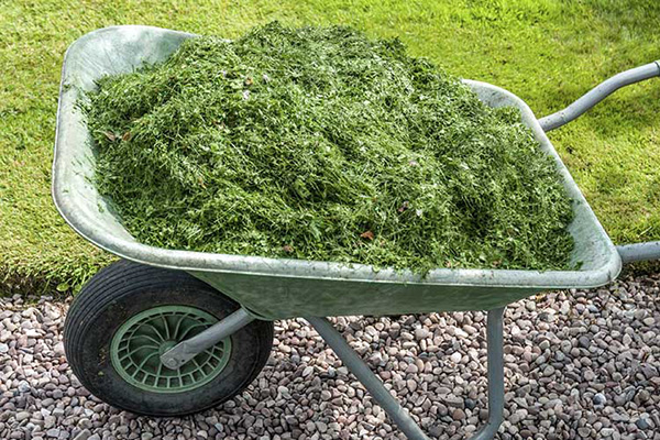 Mowed grass in a wheelbarrow