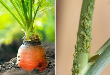 Pulgones en zanahorias