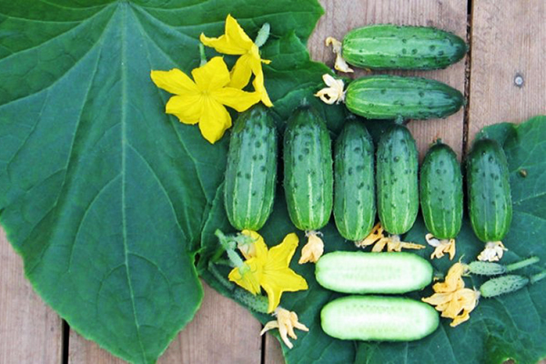 Hybrid cucumbers