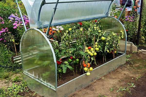 Mini växthus med hybrid tomater