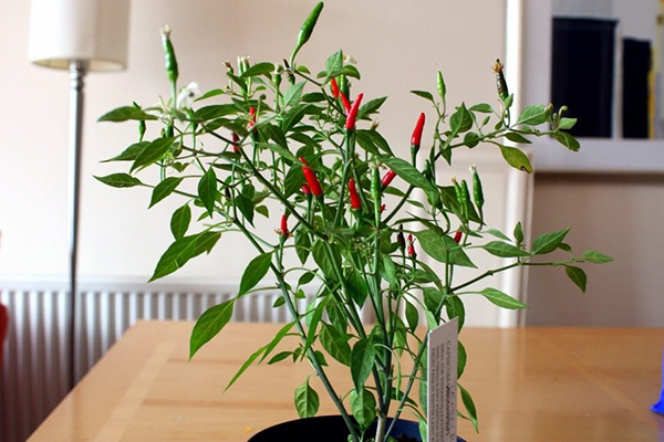 Cultivo de chiles en la habitación.