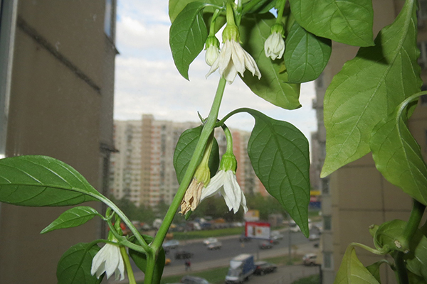 Blommande chilipeppar på fönsterbrädan