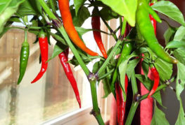 Chili peppers on the windowsill
