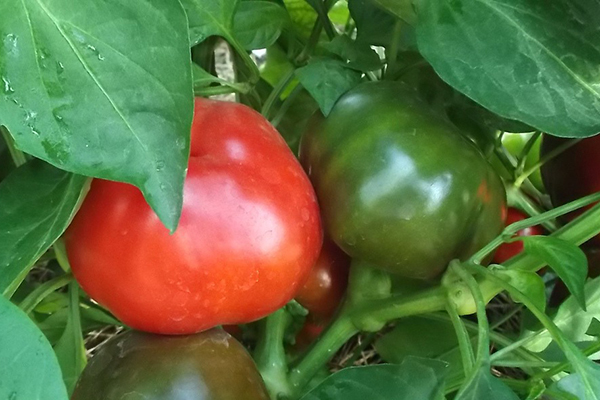Growing Gogoshary pepper