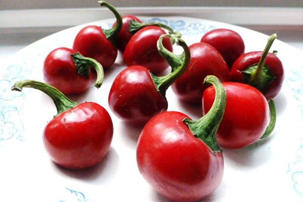 Gogoshary pepper fruits