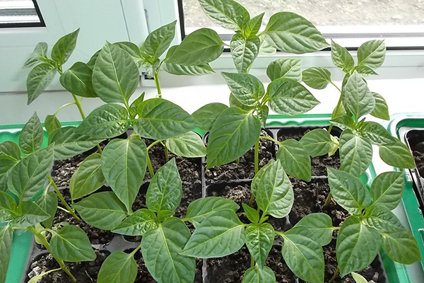 Growing Ratunda pepper