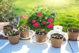 Pepper seedlings in pots