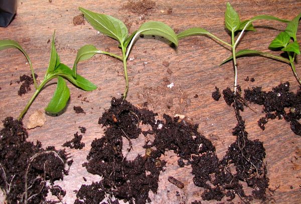Peppar groddar med rötter
