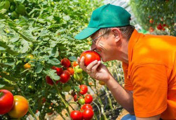 Agrónomo con tomates