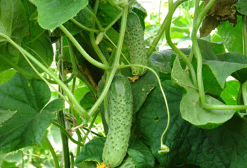 Growing cucumbers Masha F1