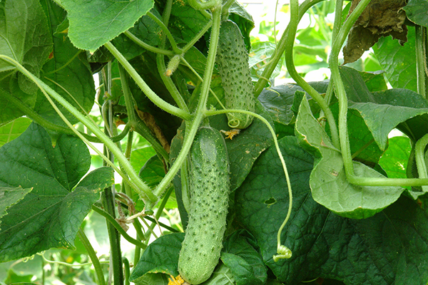 Growing cucumbers Masha F1