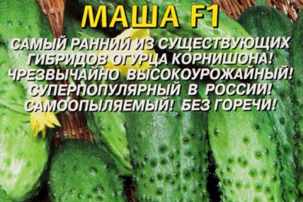 Description of cucumbers Masha F1