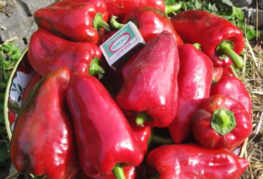Atlant pepper harvest