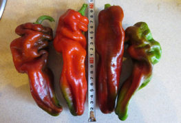 Measuring the length of the fruit of Ramiro pepper
