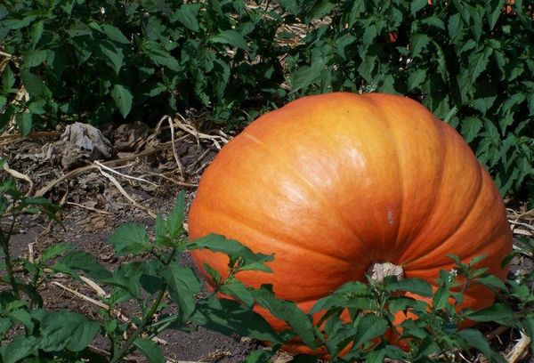 One hundred pound pumpkin