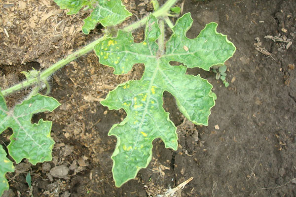 Watermelon damaged by aphids