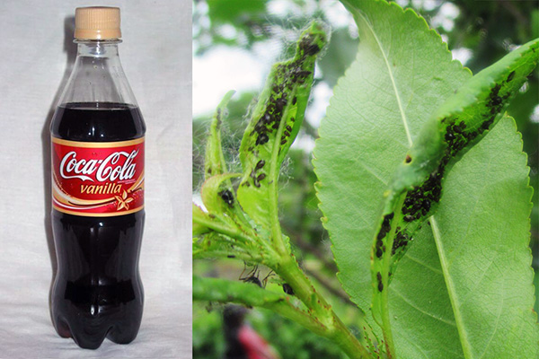 Fighting aphids with cola