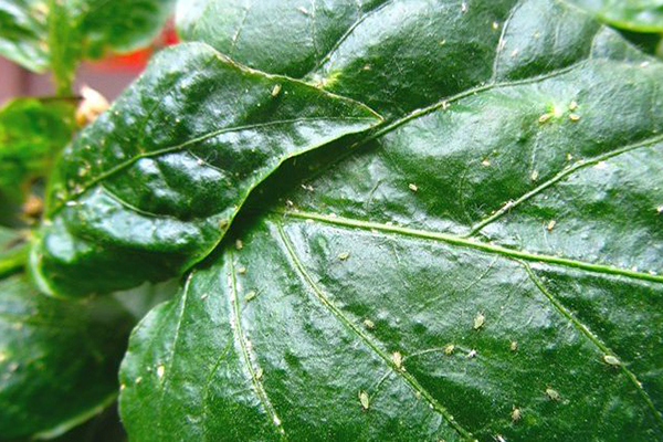 Signs of aphid infestation on plant leaves