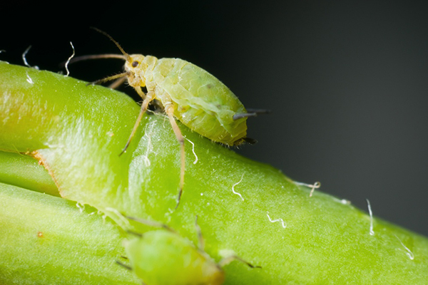 Green aphid specimen