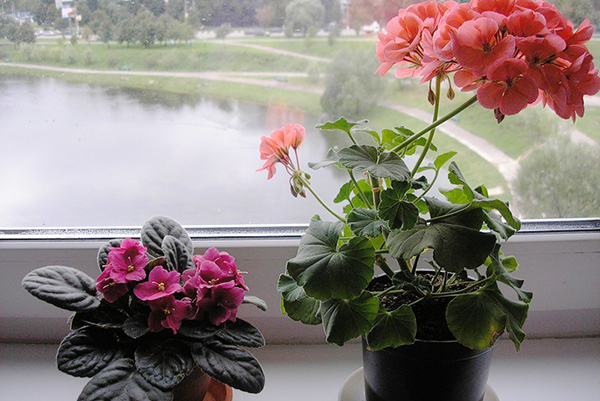 Violett och pelargon i fönsterbrädan
