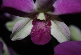 Листите на цвете на орхидея
