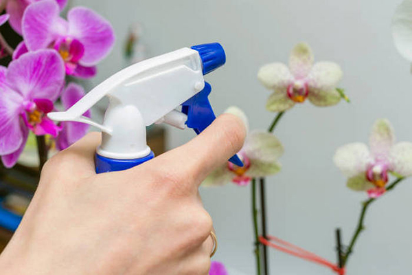 Spraying orchids