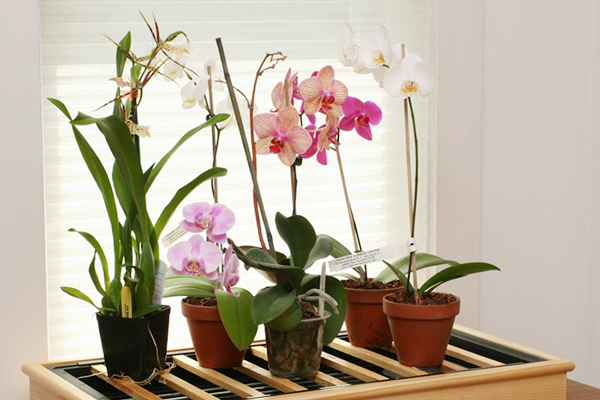 Orchids of different types