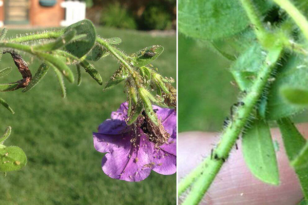 Bladluizen op petunia's