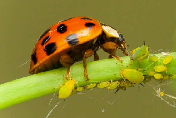 Lieveheersbeestje dat bladluizen eet