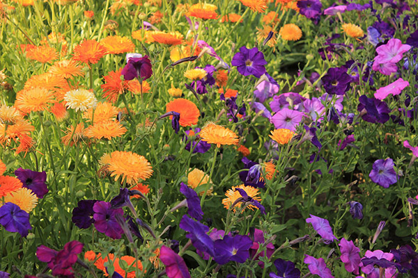 Petunias y caléndula