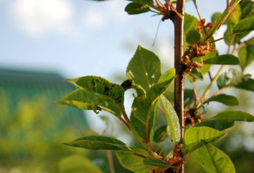 Pulgones en cereza