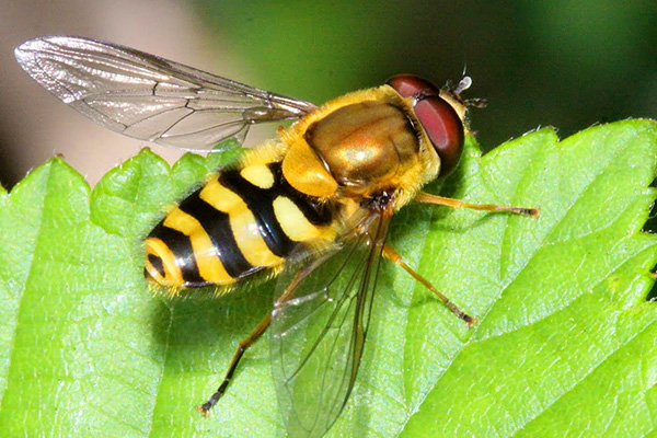Fly hoverfly