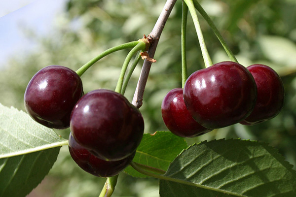Cherry fruit on a branch