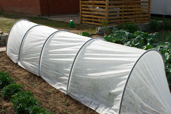 Greenhouse for peppers in the open field