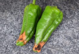 Rotten peppers