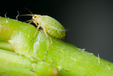 Espécimen de pulgón verde