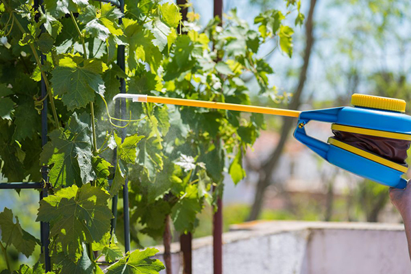 Spraying grapes