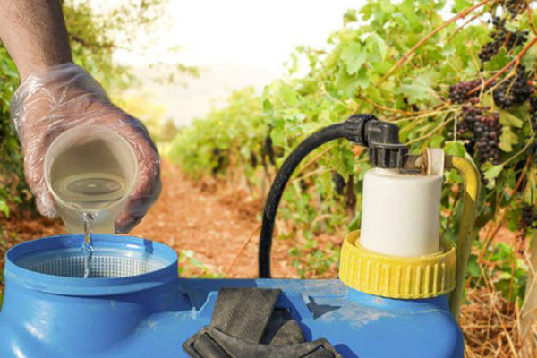 Spraying solution for grapes