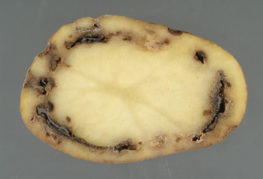 Anthracnose-affected potatoes